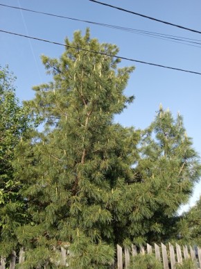 ул. Полынная,29 в Верхней Пышме - verhnyaya-pyshma.yutvil.ru - фото 18